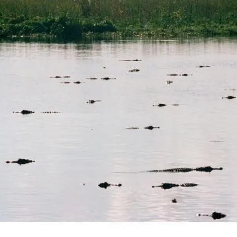 thumbnail for publication: Effects of Canals and Levees on Everglades Ecosystems: Circular